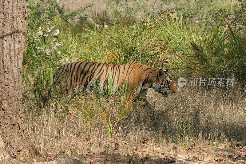 伪装野生孟加拉虎在森林坎哈国家公园印度