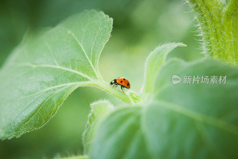 瓢虫在花园植物上爬行