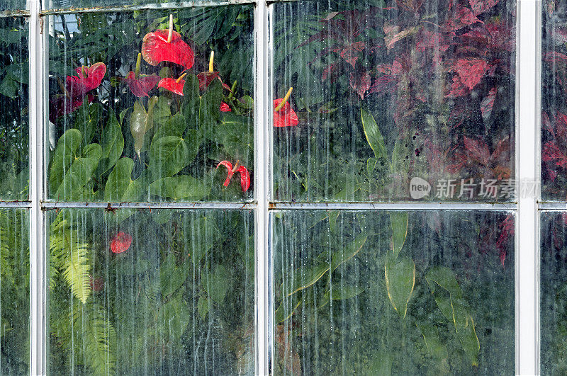 红掌生长在温室的条纹窗户后面