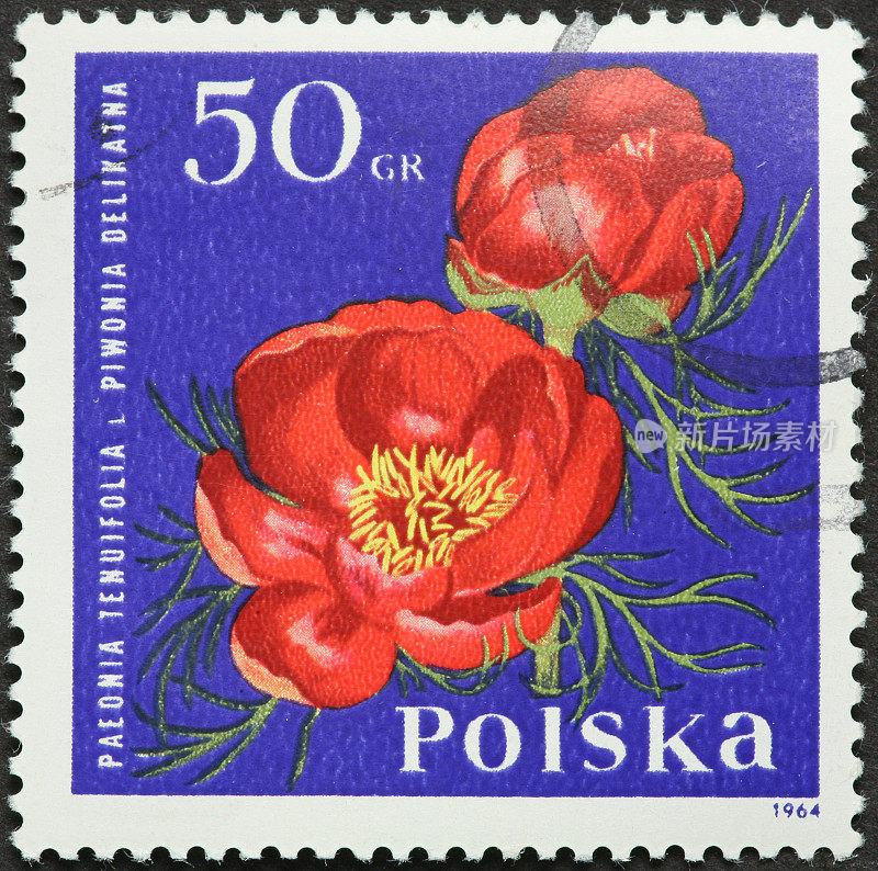 波兰邮票上的白芍、蕨叶牡丹
