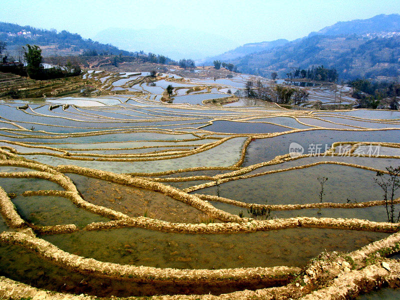 水稻梯田