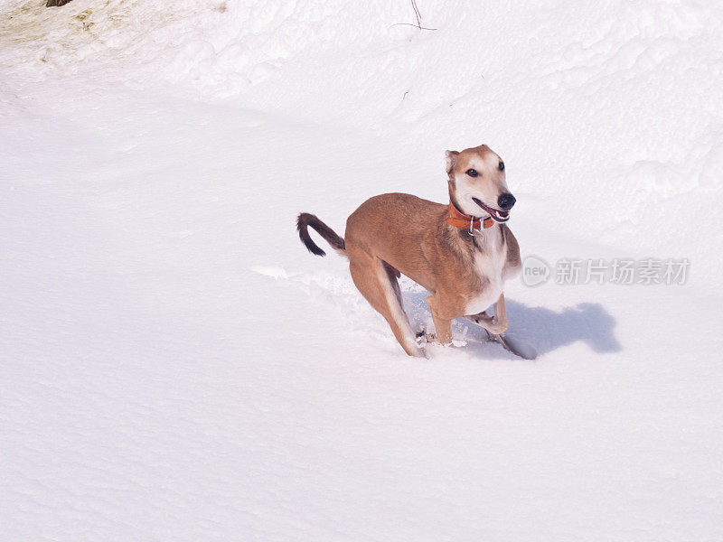 在雪地里奔跑Lurcher