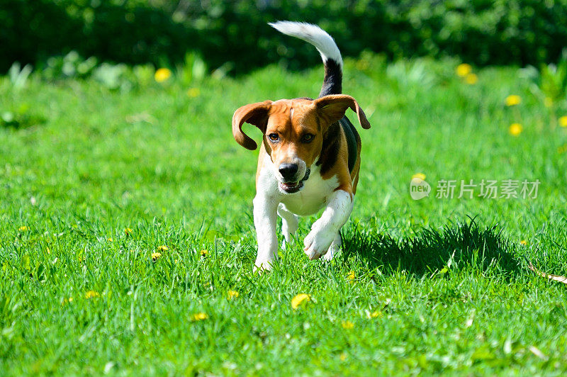 小猎犬在草地上奔跑