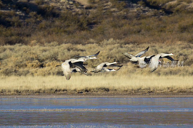 八只沙丘鹤飞过池塘