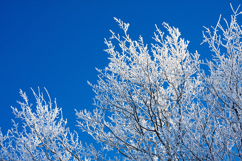 清晨的阳光洒在结霜的白杨树梢上