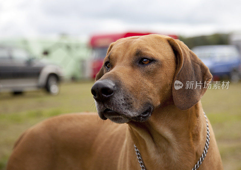 罗得西亚脊背犬的狗