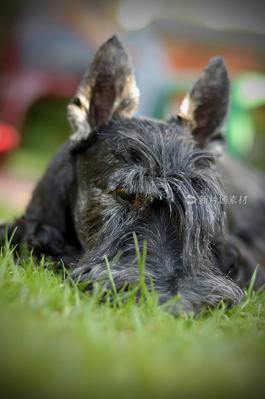 一只苏格兰猎犬躺在草地上