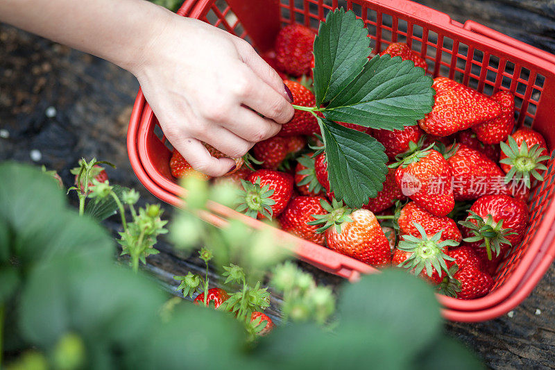 在农场里，一名妇女正在展示手上的红草莓
