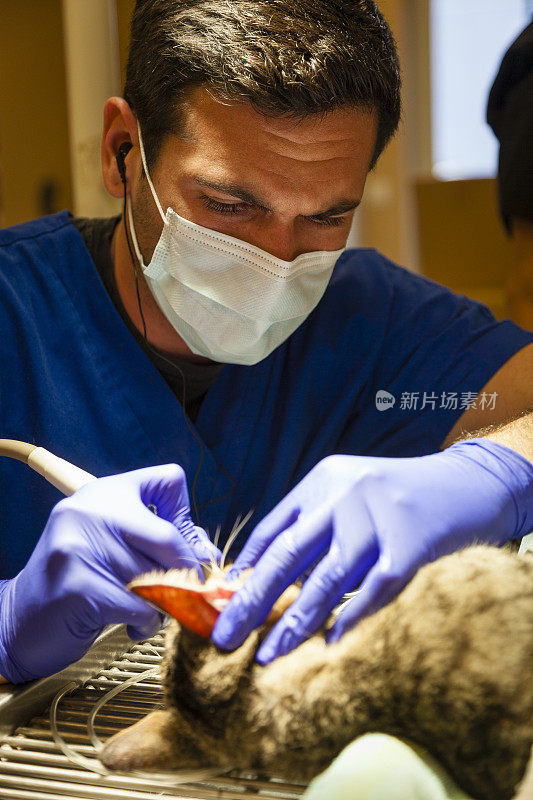 兽医技术员清洁猫的牙齿