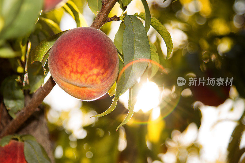 新鲜树成熟桃子准备摘
