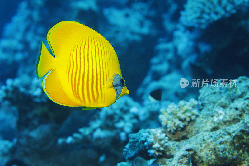 海洋生物黄蝴蝶鱼鱼水肺潜水员的观点