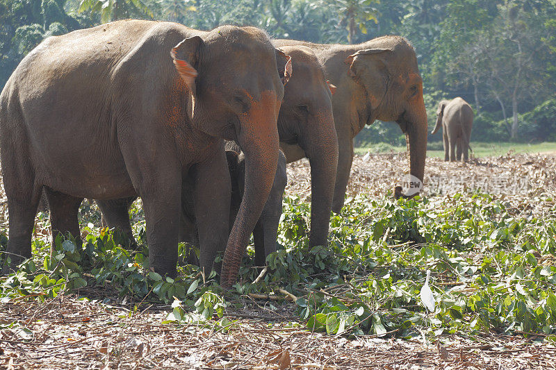 在斯里兰卡的丛林里给孤儿院的象群喂食