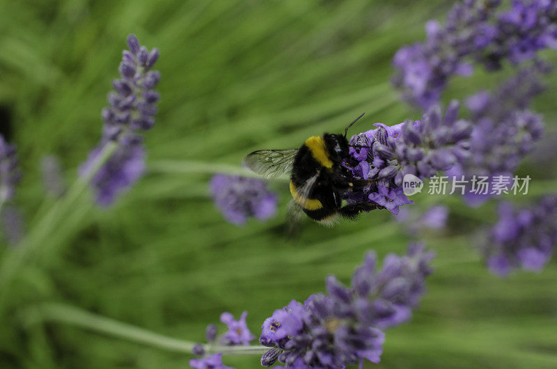 蜜蜂在薰衣草