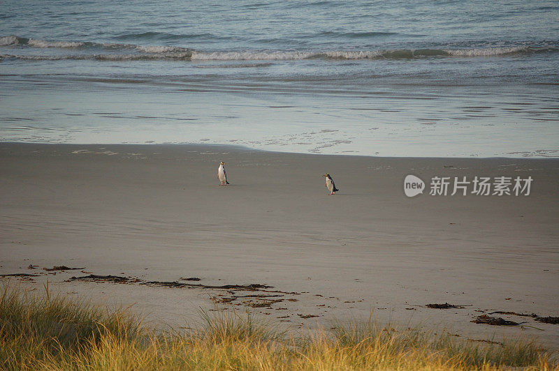 海滩上的黄眼企鹅