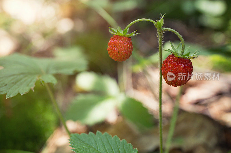 两个野草莓