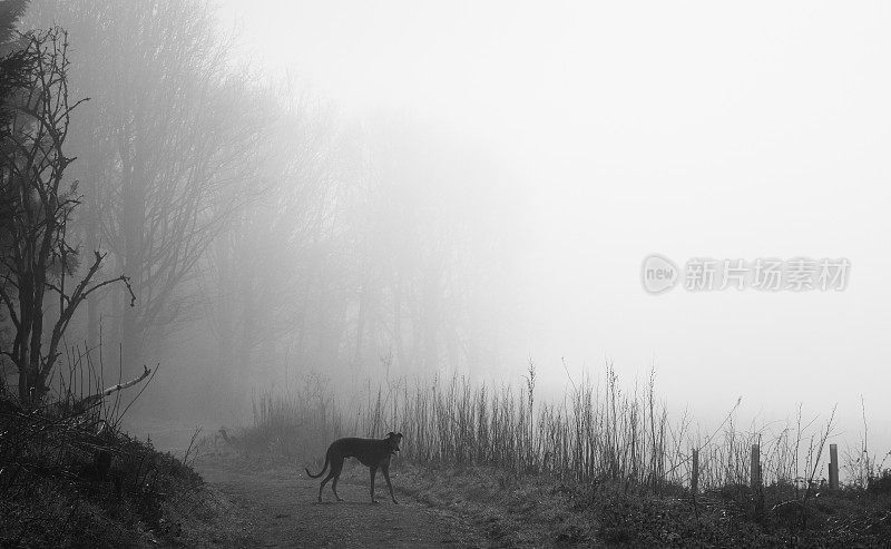 雾中的Lurcher