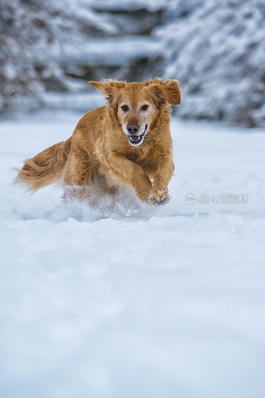 狗在雪地里寻找球-金毛寻回犬