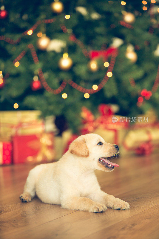 小狗和圣诞树