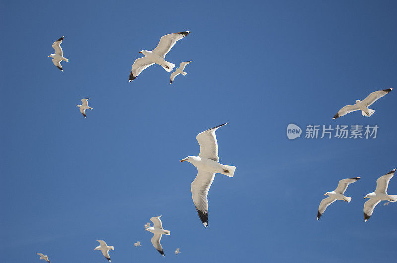 加利福尼亚海鸥在头顶飞过