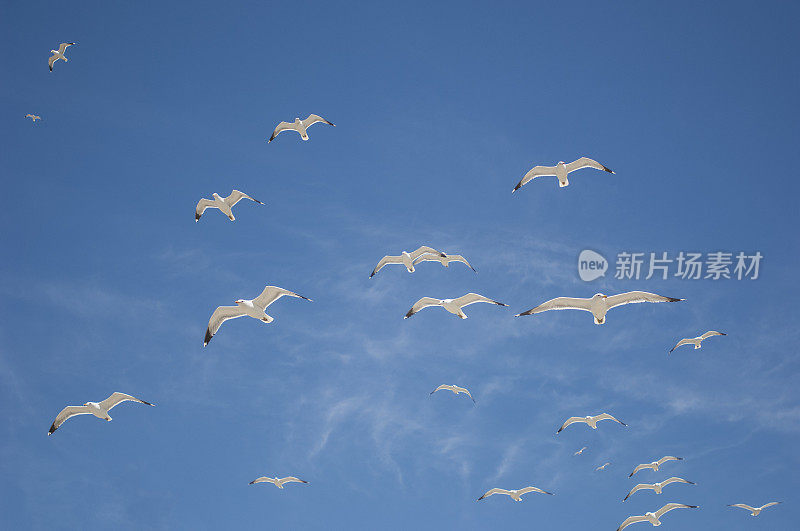 加利福尼亚海鸥在头顶飞过