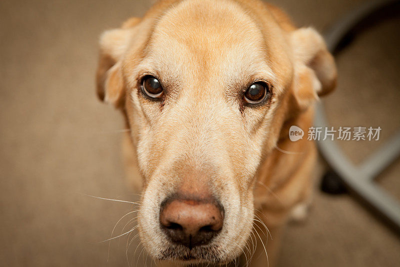 悲伤的黄色拉布拉多寻回犬