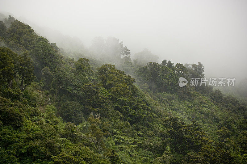 新西兰海岸雨林