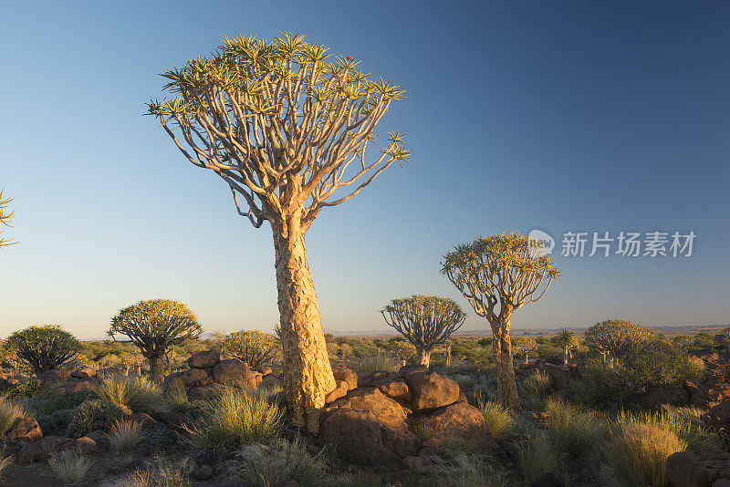 箭袋树，纳米比亚，非洲