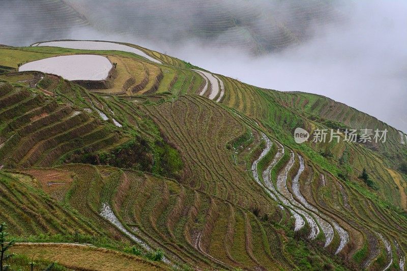 龙在一个有雾的早晨行走