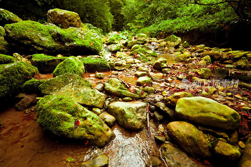 雨林、小溪、石头和苔藓