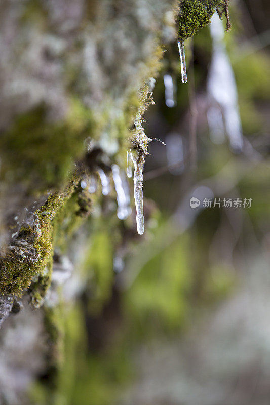 冰柱和苔藓