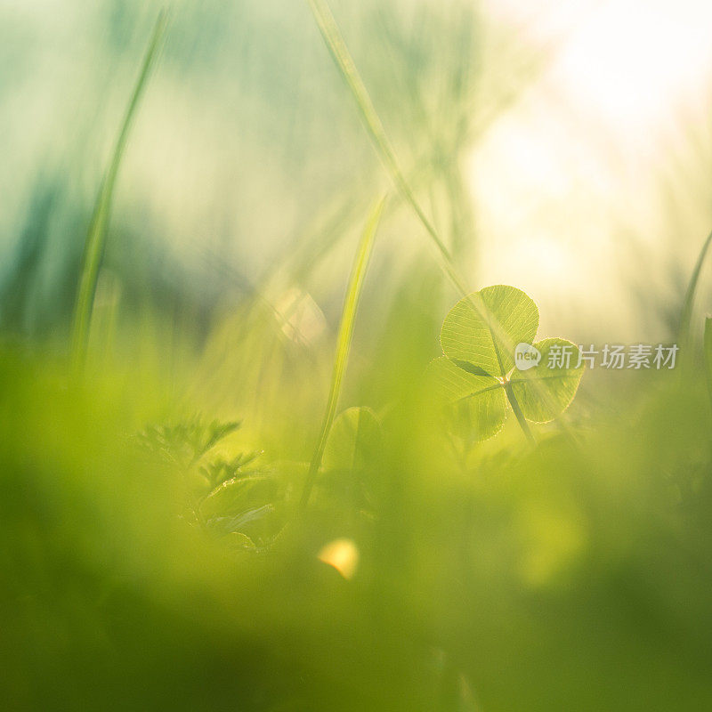 田野里的早晨