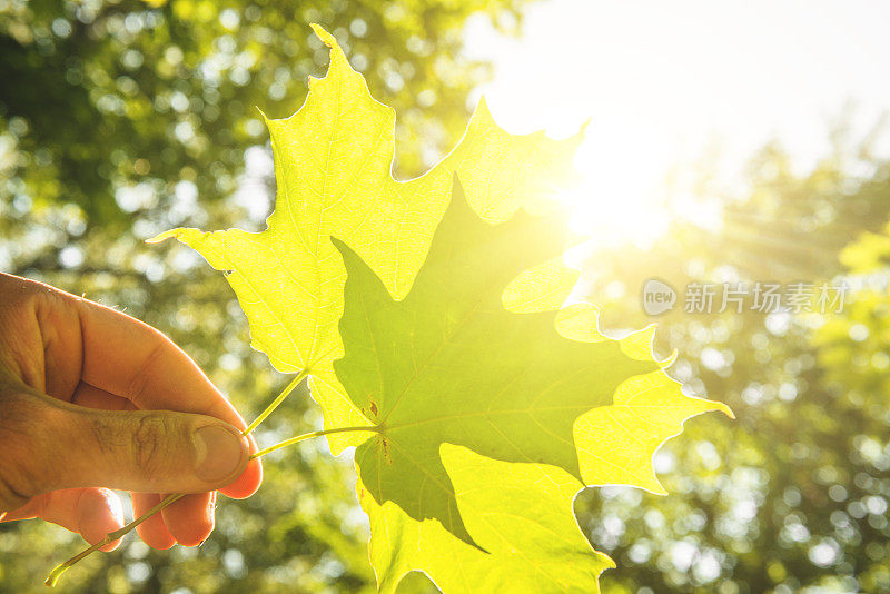 夏天的枫叶