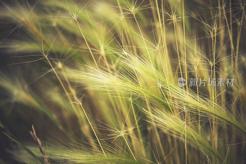 装饰性的狐尾草在风中摇曳。大麦Jubatem