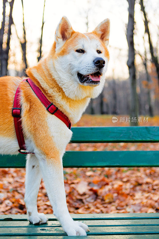 公园里的秋田犬