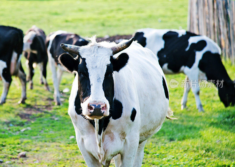 一群奶牛在田野里吃草