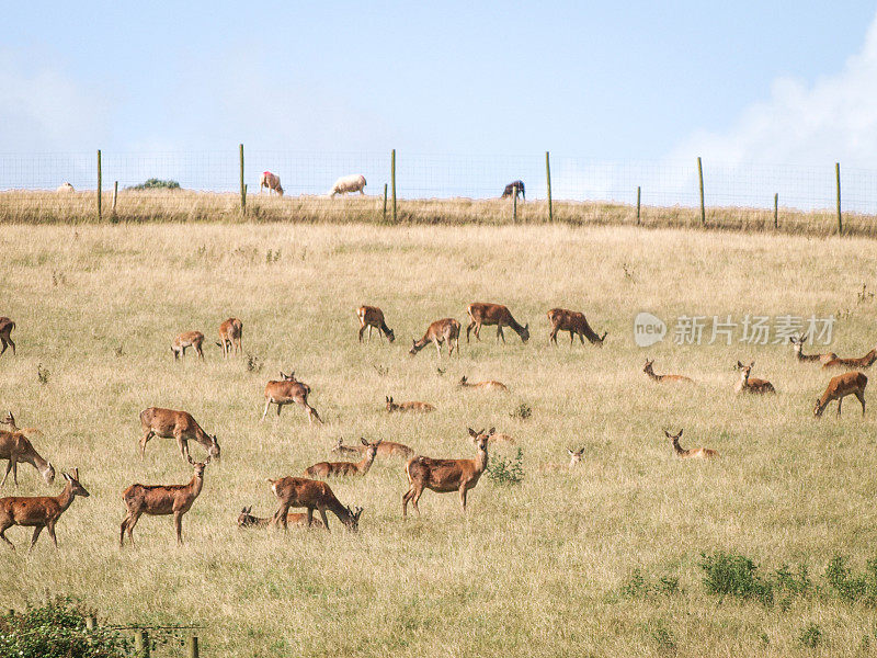 在英格兰德文郡放牧鹿和羊
