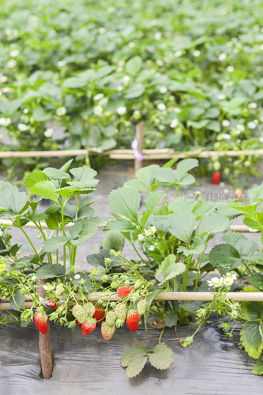 田间草莓植株