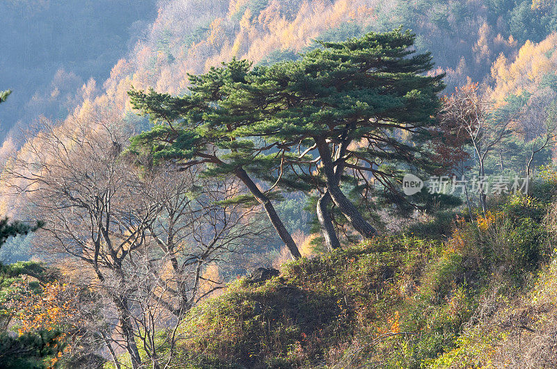 群松树