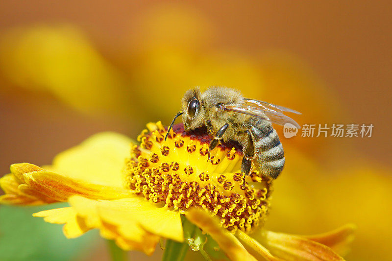 蜜蜂在黄色的氦花上