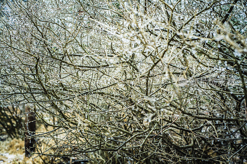 冻雨过后，树上结满了冰