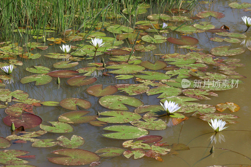 莲花池