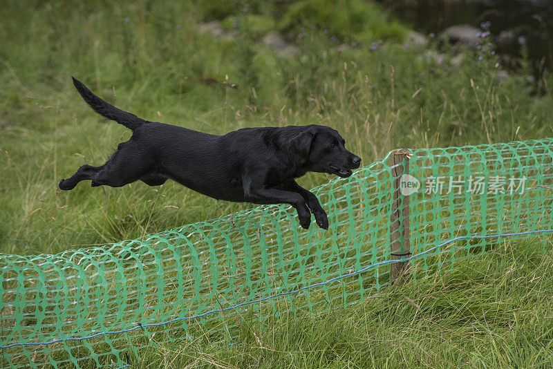 训练一只黑色拉布拉多犬