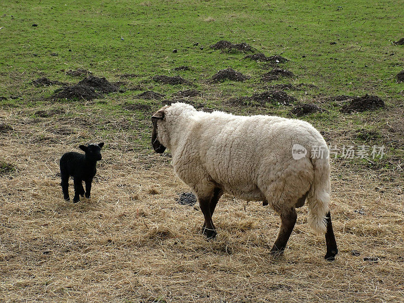 与羊母羊