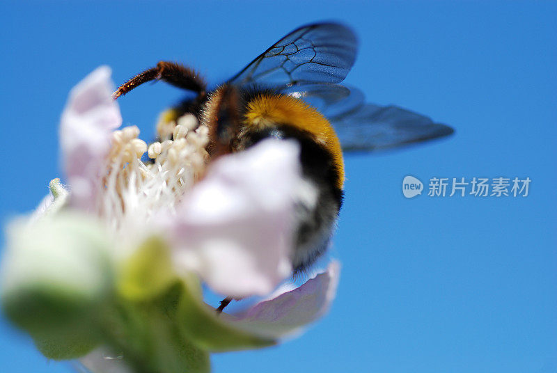 大黄蜂从后面站在黑莓花上