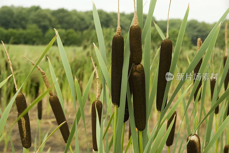 蒲、香蒲(香蒲)