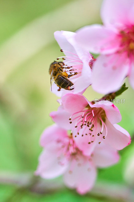 桃花的观点