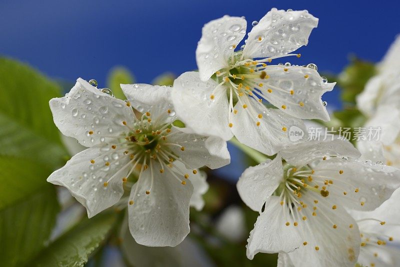 春雨过后的樱花