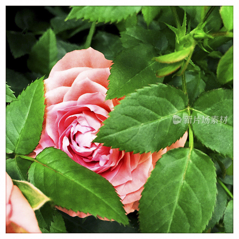 微型粉色玫瑰