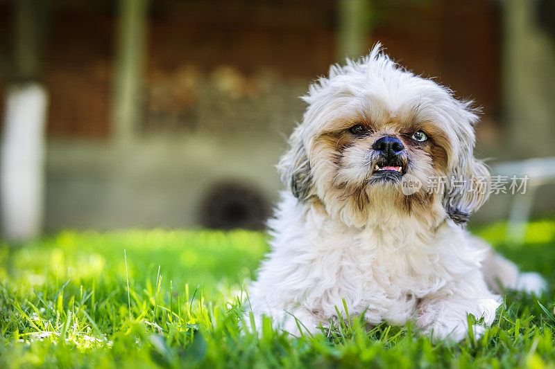 可爱的西施犬的狗