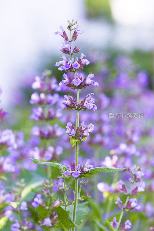 花园里盛开的鼠尾草